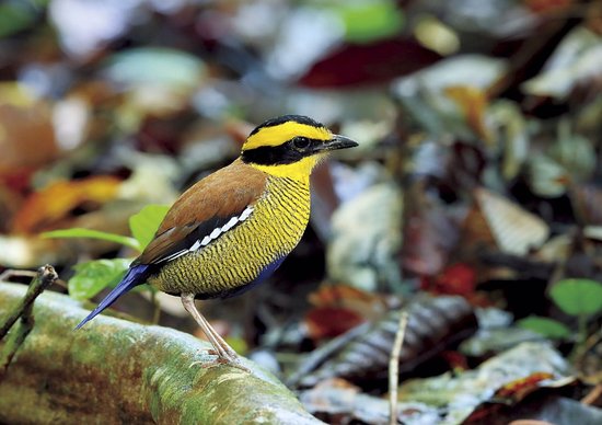 Bornean Banded Pitta - Picture of Tabin Wildlife Resort, Lahad Datu -  Tripadvisor