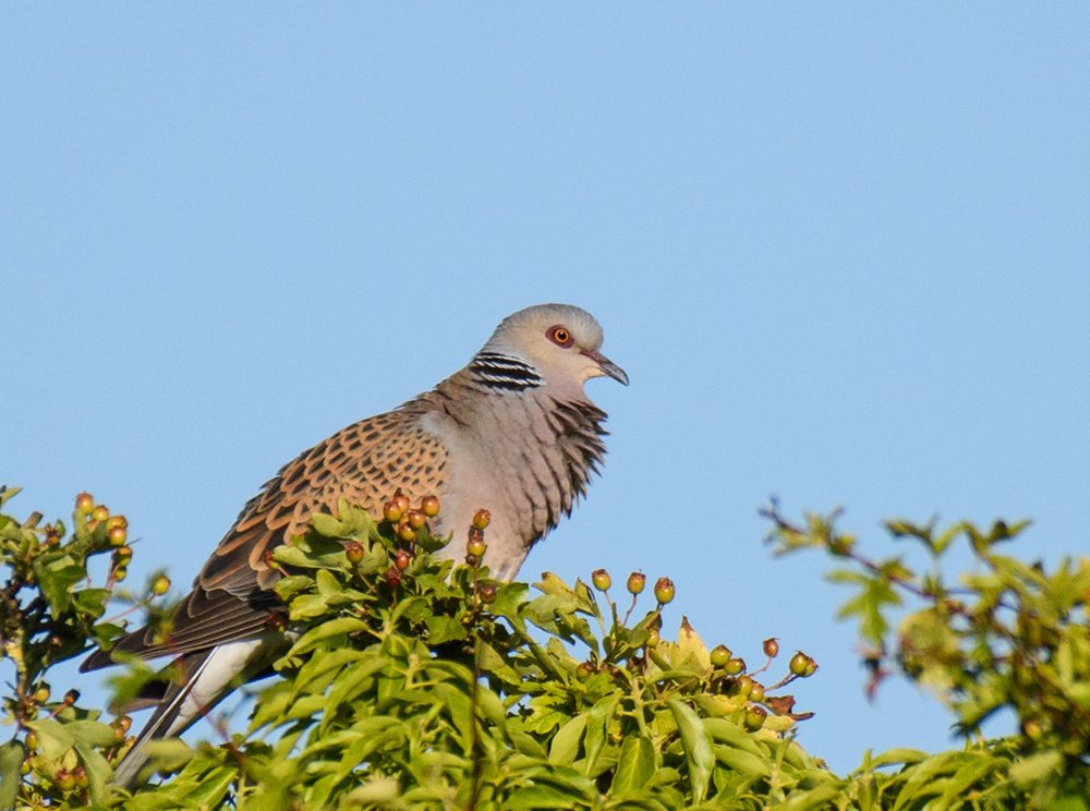 Turtle Dove: A Bird in Season | Answers in Genesis