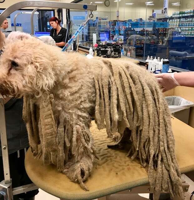 Pierre the poodle gets dramatic makeover after years of neglect that left him with 5 POUNDS of dreadlocks matted with feces and urine