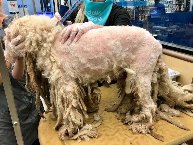 Pierre the poodle gets dramatic makeover after years of neglect that left him with 5 POUNDS of dreadlocks matted with feces and urine