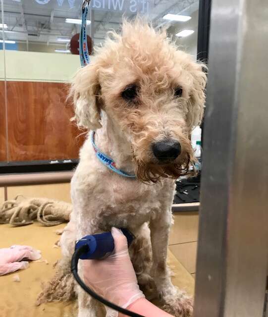 Pierre the poodle gets dramatic makeover after years of neglect that left him with 5 POUNDS of dreadlocks matted with feces and urine