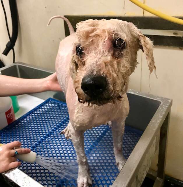 Pierre the poodle gets dramatic makeover after years of neglect that left him with 5 POUNDS of dreadlocks matted with feces and urine