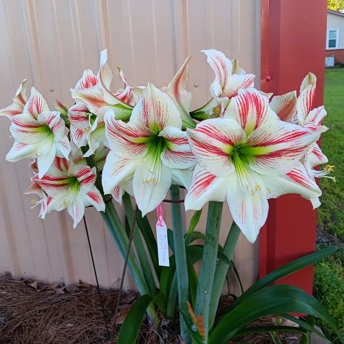 Amaryllis colors 9