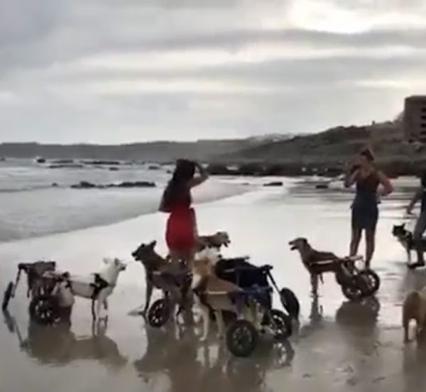 Disabled Dogs In Wheelchairs Go To The Beach And Run In The Sand For The First Time