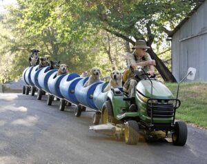 Man Constructs Special Doggie Train for Abandoned Dogs Near His House, Providing Shelter and Care - Puppies Love