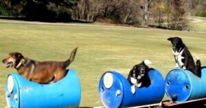 Man Constructs Special Doggie Train for Abandoned Dogs Near His House, Providing Shelter and Care - Puppies Love