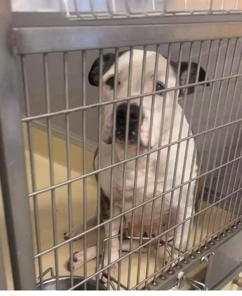 Heartbroken Shelter Dog Is Near Tears While Waiting For A Forever Home