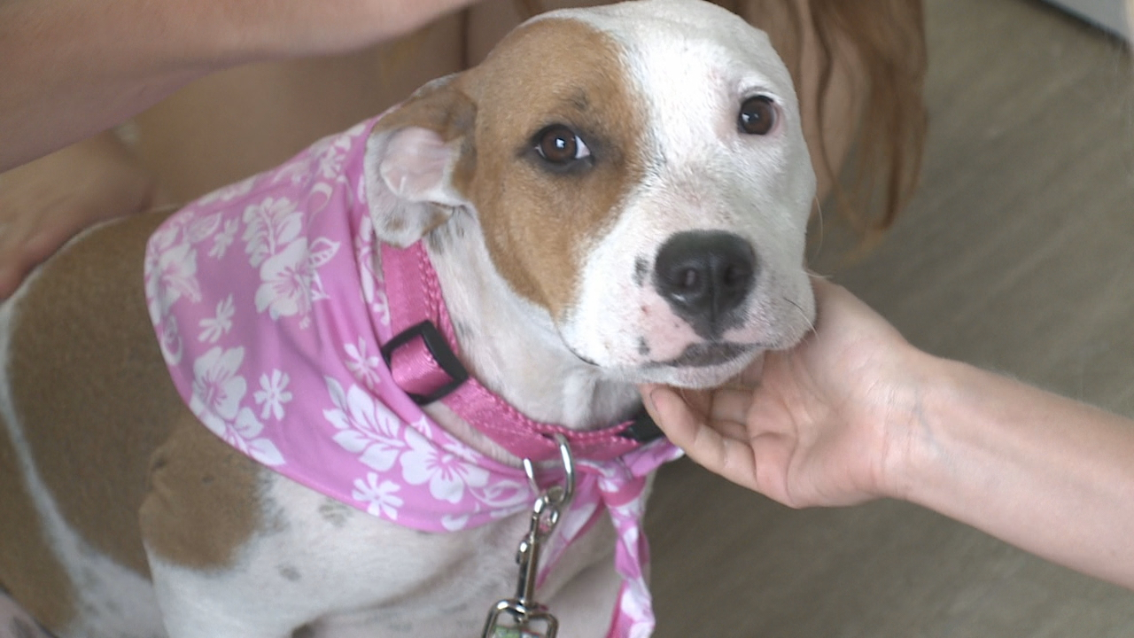 Badly Injured Dog Rescued After Being Buried Alive In The Sand in Hawaii