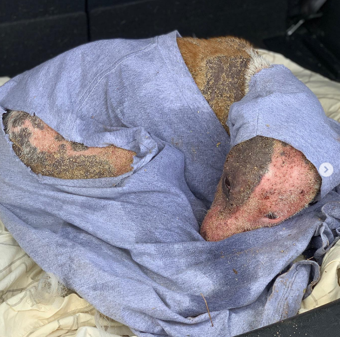 Badly Injured Dog Rescued After Being Buried Alive In The Sand in Hawaii