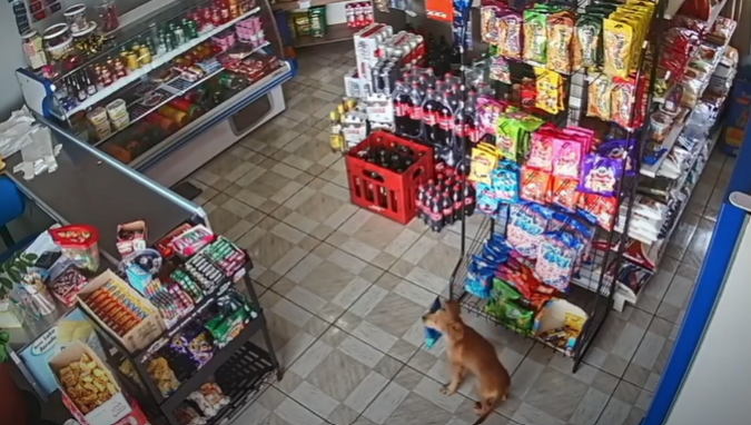 Clever Pup Waits For The Perfect Moment To Pull Off Brazen Store Robbery