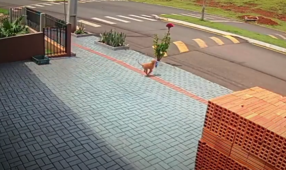 Clever Pup Waits For The Perfect Moment To Pull Off Brazen Store Robbery