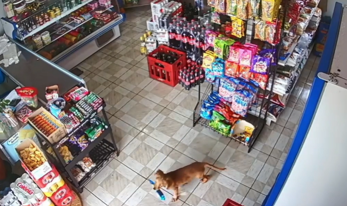 Clever Pup Waits For The Perfect Moment To Pull Off Brazen Store Robbery