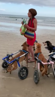 Disabled Dogs In Wheelchairs Go To The Beach And Run In The Sand For The First Time