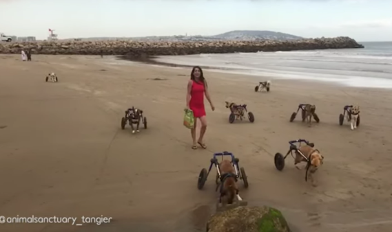 Disabled Dogs In Wheelchairs Go To The Beach And Run In The Sand For The First Time