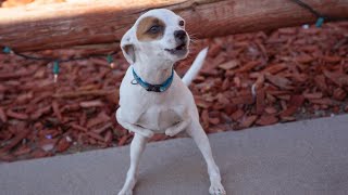 Terminally ill man achieves final wish of getting wheelchair for his disabled dog