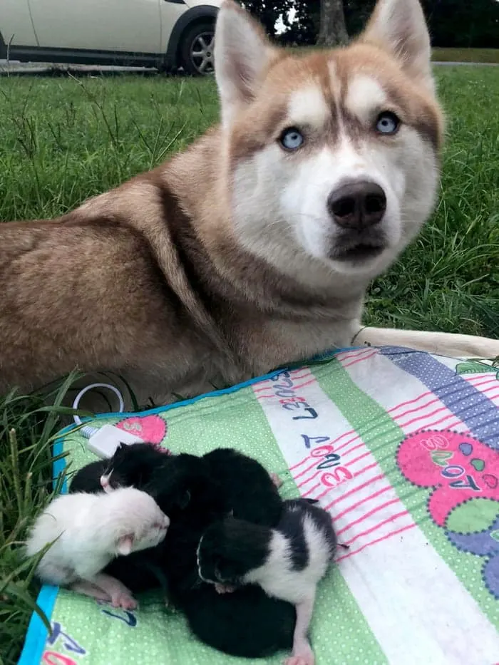 Heroic Husky Saves Near Dead Newborn Kittens from Sealed Box Found in Forest