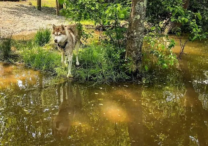 Heroic Husky Saves Near Dead Newborn Kittens from Sealed Box Found in Forest