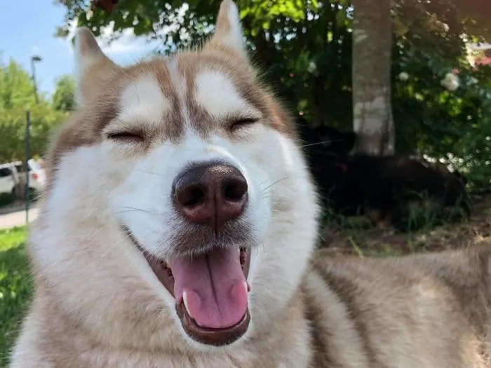 Heroic Husky Saves Near Dead Newborn Kittens from Sealed Box Found in Forest