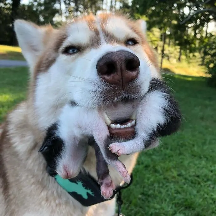 Heroic Husky Saves Near Dead Newborn Kittens from Sealed Box Found in Forest