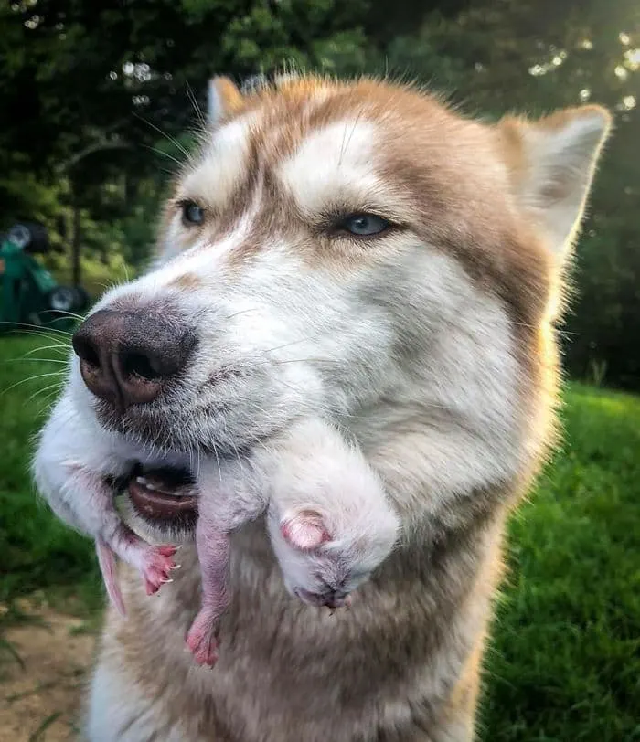 Heroic Husky Saves Near Dead Newborn Kittens from Sealed Box Found in Forest