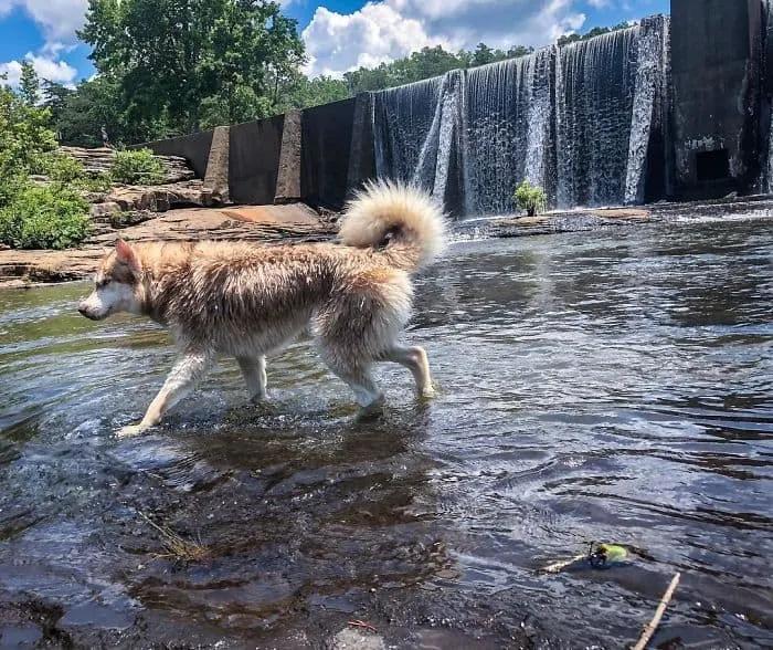 Heroic Husky Saves Near Dead Newborn Kittens from Sealed Box Found in Forest