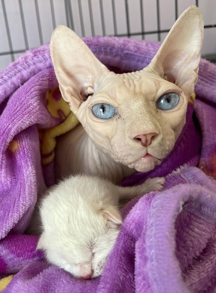 sphynx cat mom kitten