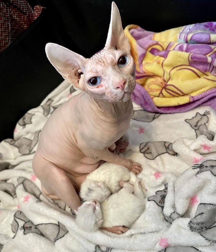 sphynx cat furry kittens