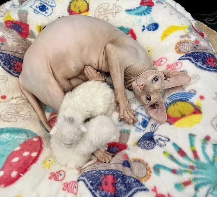 sphynx zayda kittens