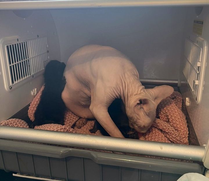 sphynx adopts orphan kittens