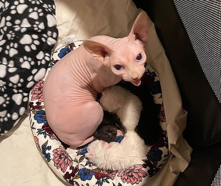 sphynx cat mom kittens