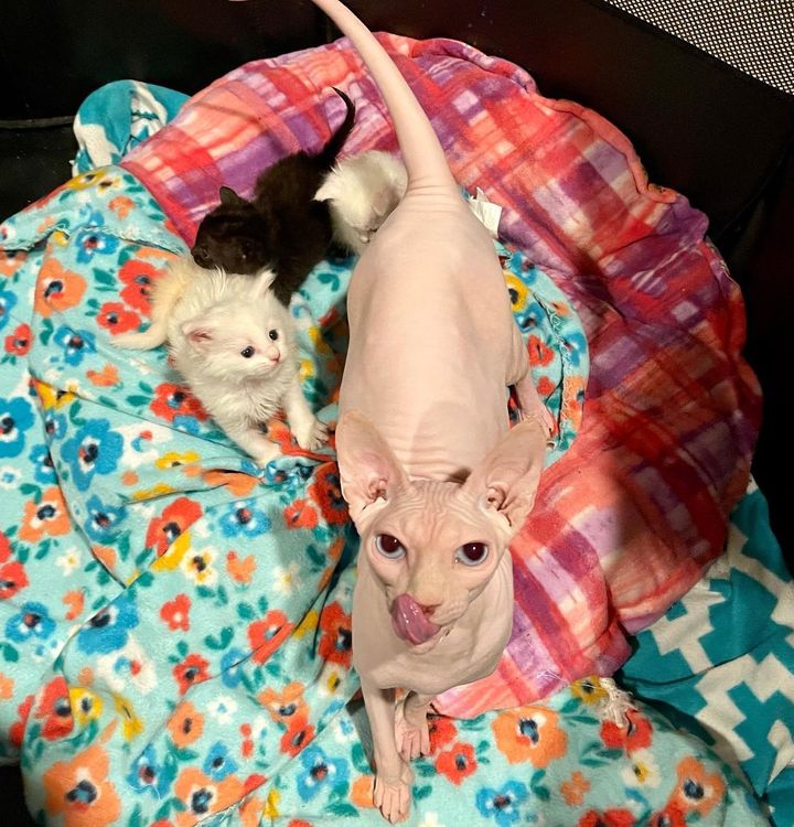 sphynx zayda kittens