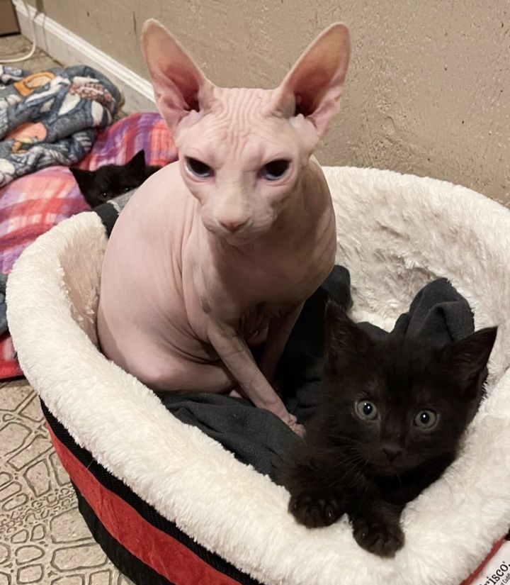 sphynx cat kittens