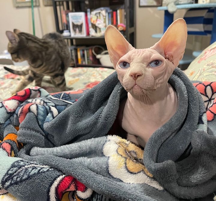 sphynx zayda blanket