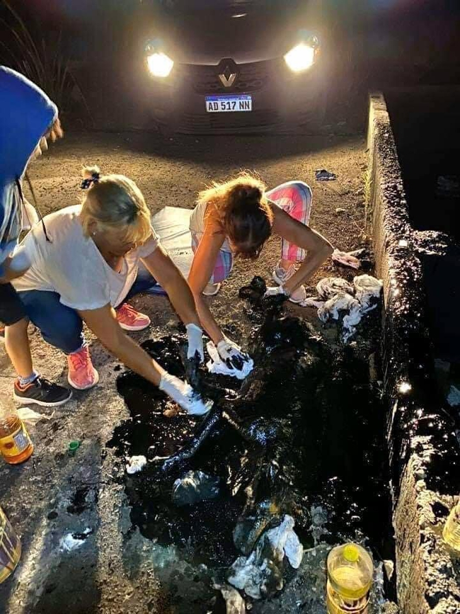 Witnessing the rescue team endure a grueling 10-hour journey to save the poor dog crushed by asphalt on the road was both painful and horrifying. - Puppies Love