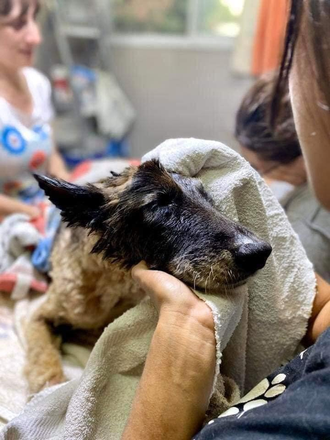 Witnessing the rescue team endure a grueling 10-hour journey to save the poor dog crushed by asphalt on the road was both painful and horrifying. - Puppies Love