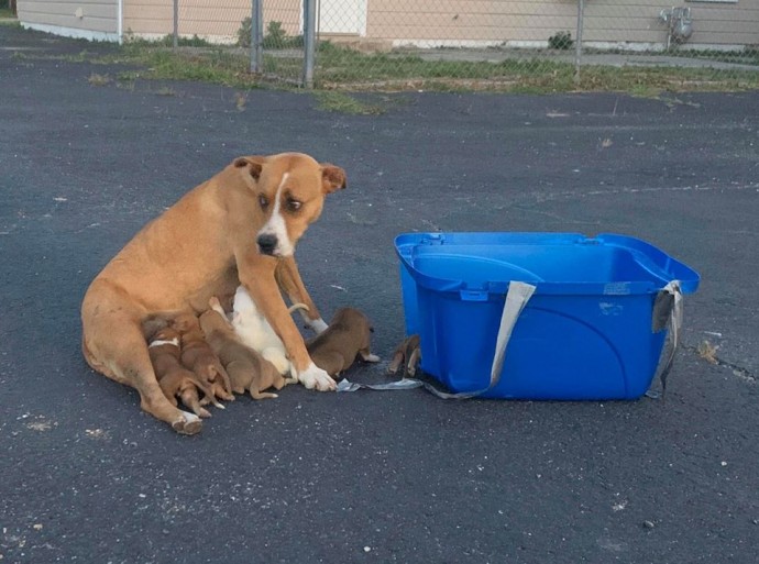 Rescuers Save Dog Momma And Her 9 Puppies That Were Abandoned In A Parking Lot