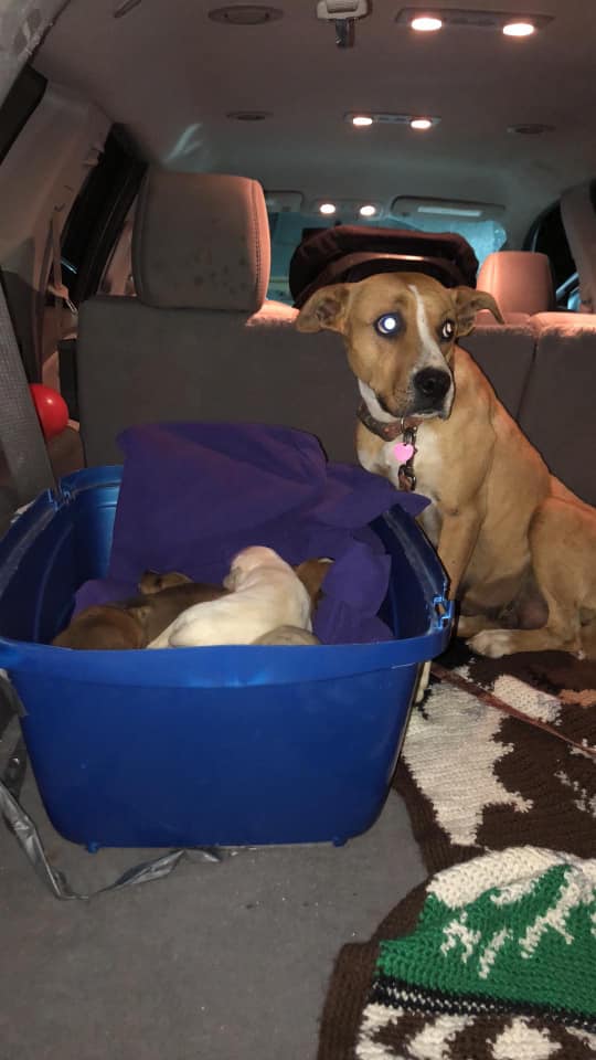 Rescuers Save Dog Momma And Her 9 Puppies That Were Abandoned In A Parking Lot