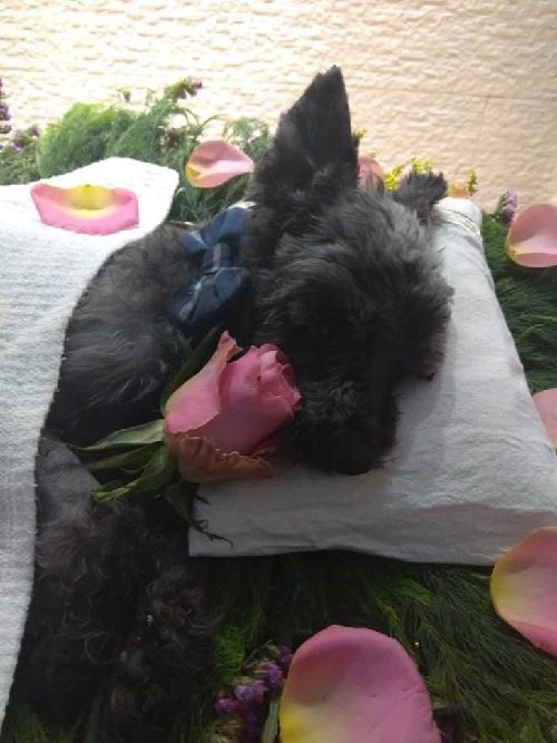 The Emotional Last Goodbye To His Elderly Puppy After 15 Years Faithfully By His Side