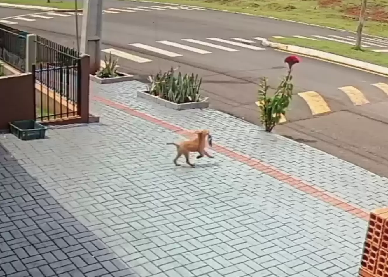 Clever Pup Waits For The Perfect Moment To Pull Off Brazen Store Robbery