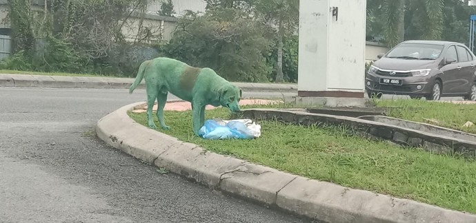 Stray dog ‘painted green by cruel thugs’ found heartbroken on roadside