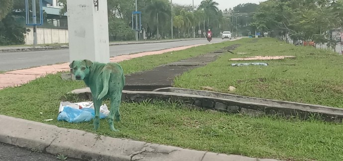 Stray dog ‘painted green by cruel thugs’ found heartbroken on roadside