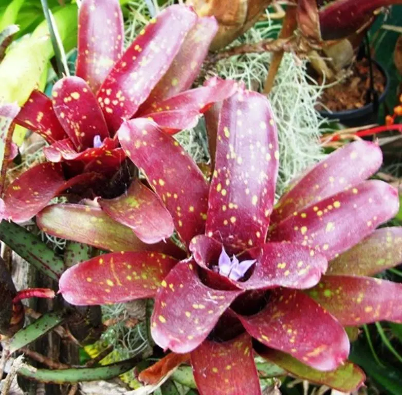 ""Neoregelia"