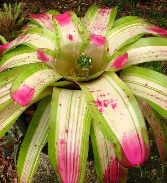 ""Neoregelia"