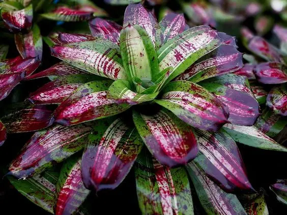 ""Neoregelia"