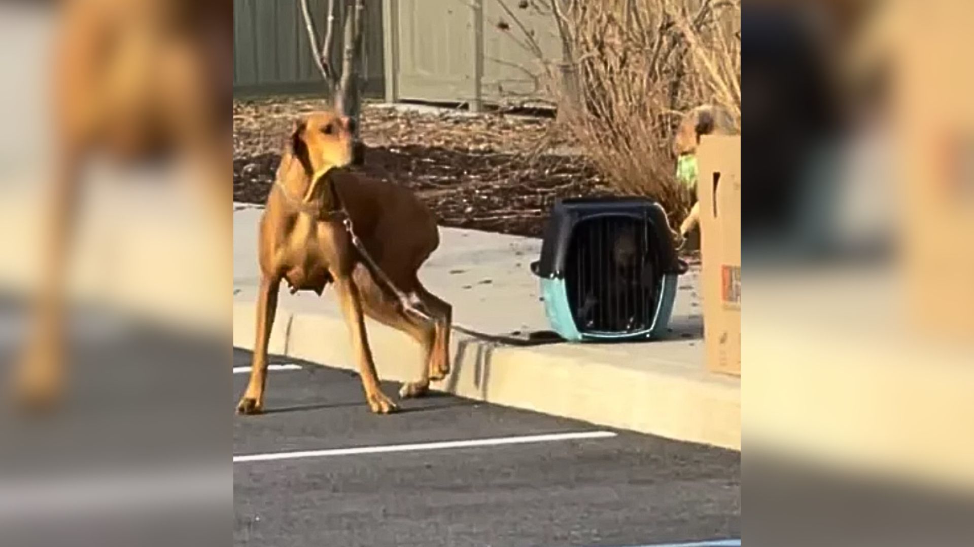 Shelter Staff Felt Heartbroken When They Saw An Anxious Mama Dog Tied To A Crate Full Of Puppies