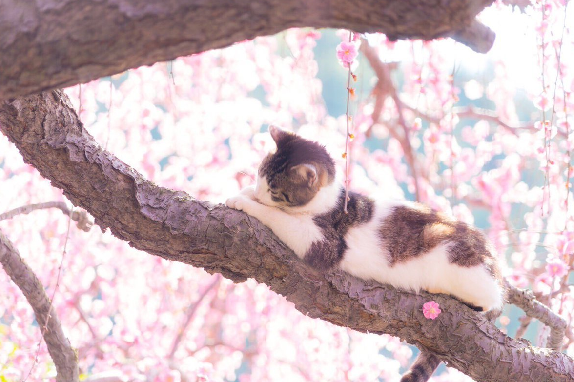 bois, cherry and cherry blossoms