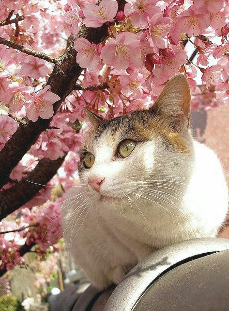 cherry, blossom and pink