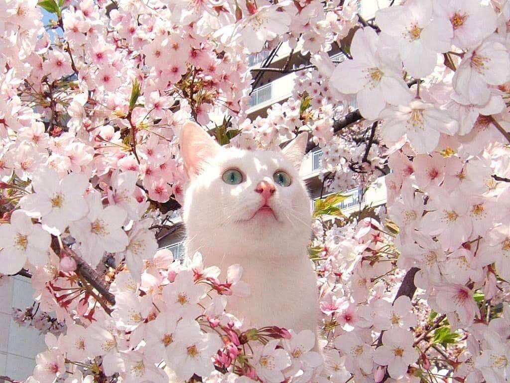 cherry blossoms, kitten and shojo