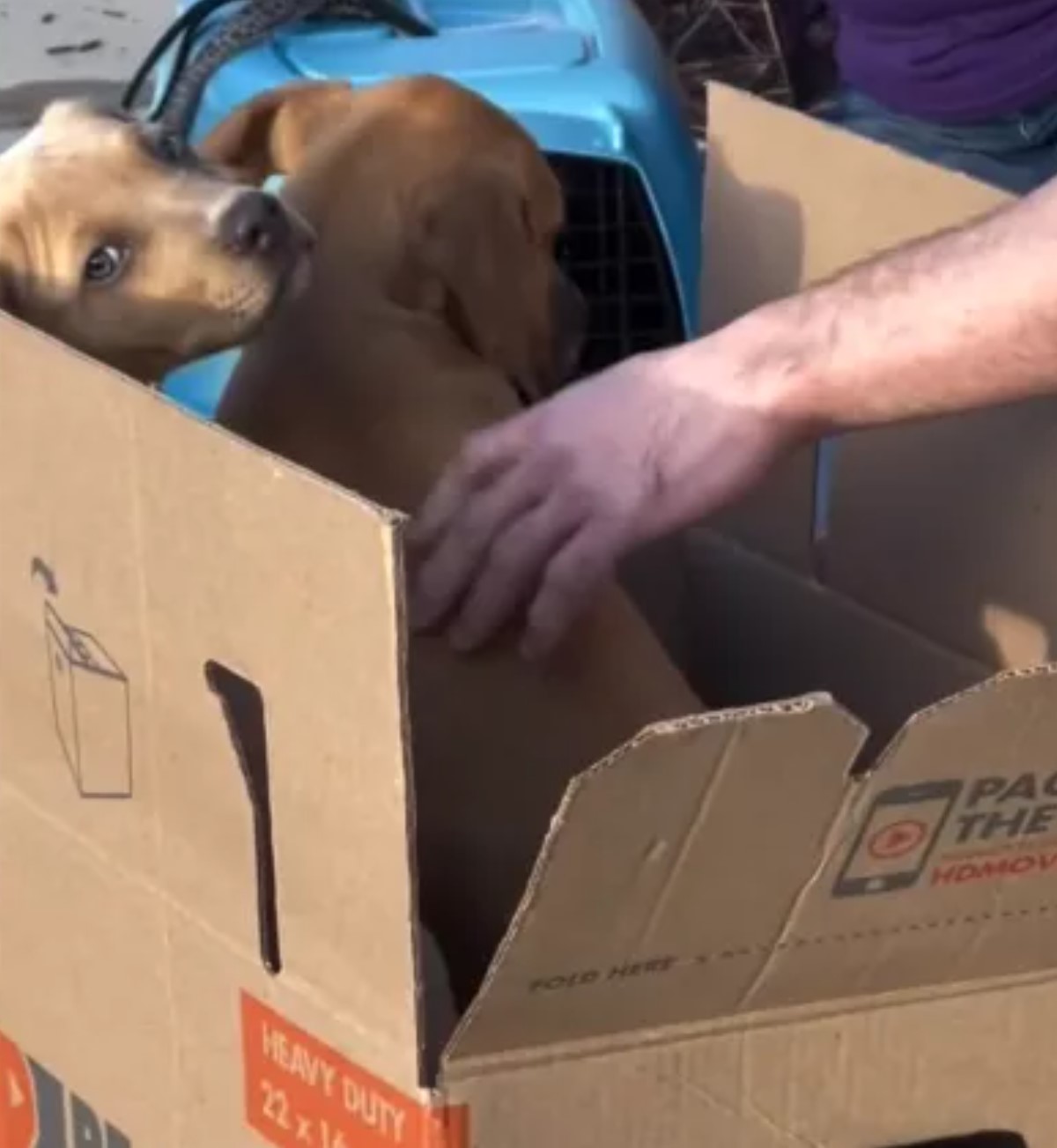 dog in a box