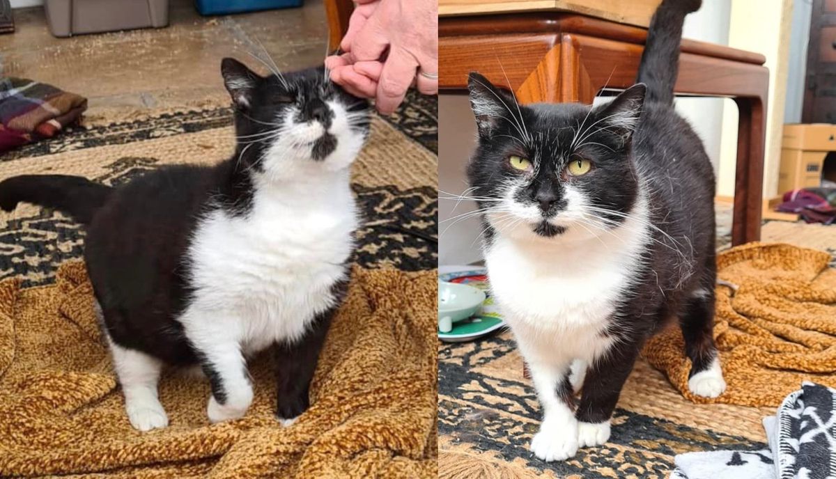 Cat Roams Around Town and Finally Steps into a House, He Turns Out to Be the Gentlest Soul